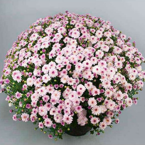 Chrysanthemums care our guide to buy and grow these jazzy blooms